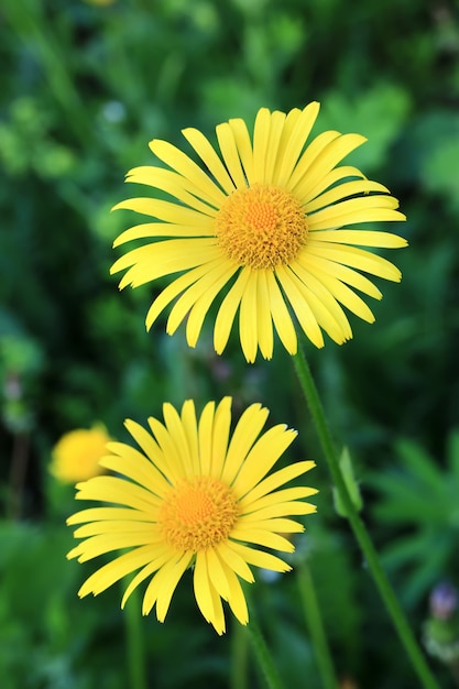 Flor amarilla en el fondo de primavera jardín