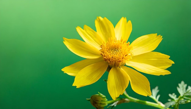 flor amarilla con fondo verde