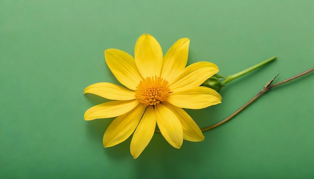 flor amarilla con fondo verde