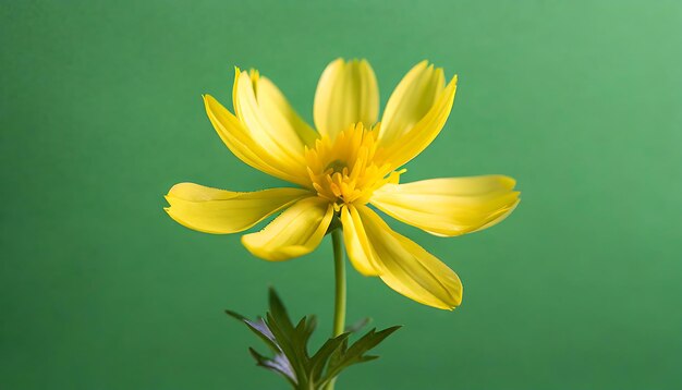 Foto flor amarilla con fondo verde