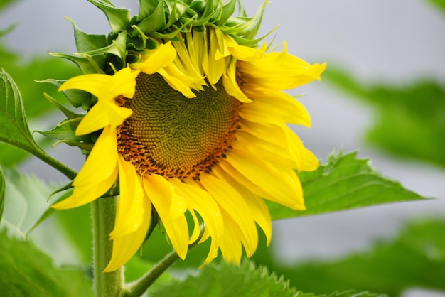 Flor amarilla de girasol en el fondo natural del jardín Flor de girasol