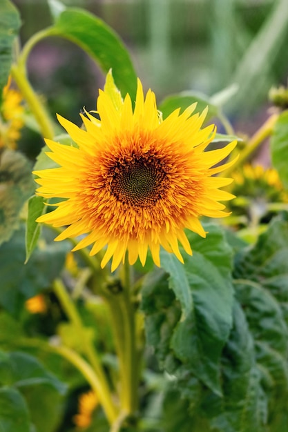 Flor amarilla de girasol y hojas verdes en el jardín.