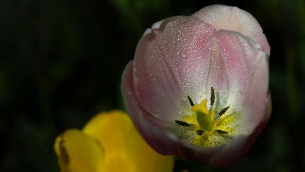 una flor amarilla con gotas de agua en ella