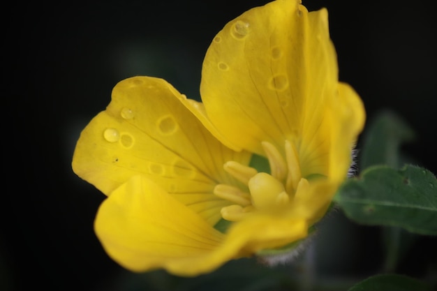 Una flor amarilla con gotas de agua en ella.