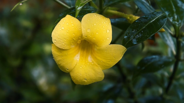 Flor amarilla con gotas de rocío durante la temporada del monzón en kerala con hojas verdes en el fondo