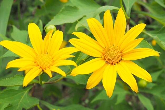 Flor amarilla grande hermosa del cosmos en jardín de flores.
