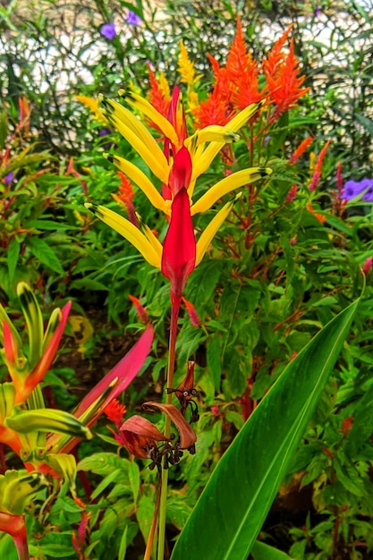 Foto flor amarilla de heliconia psittacorum o parrot39s pico perico flor loro flor planta ornamental de hoja de plátano en el jardín