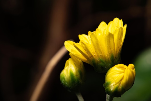 Flor amarilla hermosos detalles de mini flores amarillas vistas a través de un enfoque selectivo de lente macro