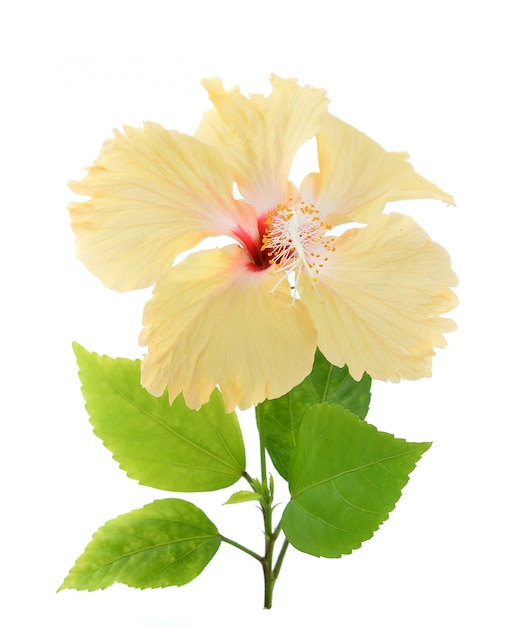 Flor amarilla del hibisco aislada en el fondo blanco