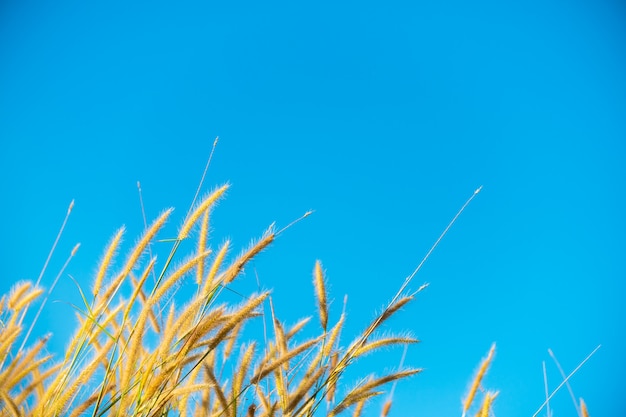 Flor amarilla de la hierba en fondo del cielo azul