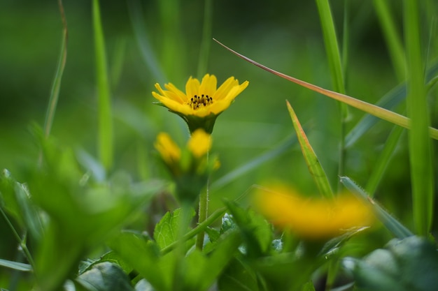 Flor amarilla entre la hierba en temporada de verano.