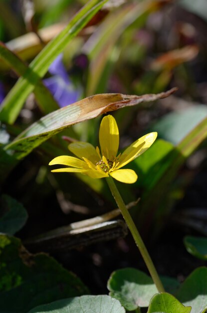 Foto una flor amarilla con una hoja marrón en ella está en la hierba