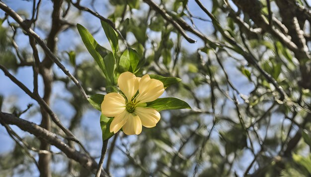 una flor amarilla con las hojas verdes