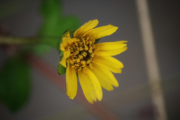 Una flor amarilla con un insecto verde en ella