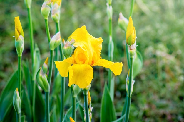 Flor amarilla de iris en jardín