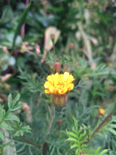 flor amarilla en el jardín con hojas verdes