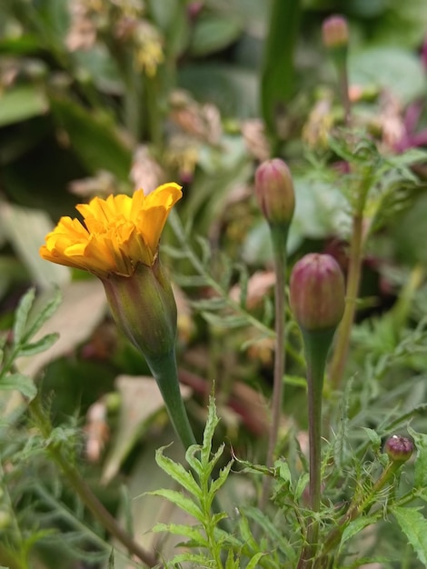 flor amarilla en el jardín con hojas verdes