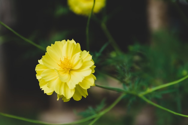 Flor amarilla en el jardín.