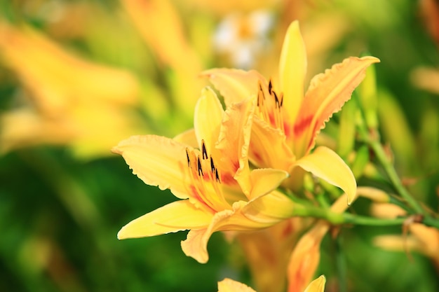 Una flor amarilla en un jardín.