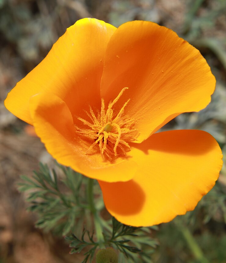 flor amarilla en el jardín