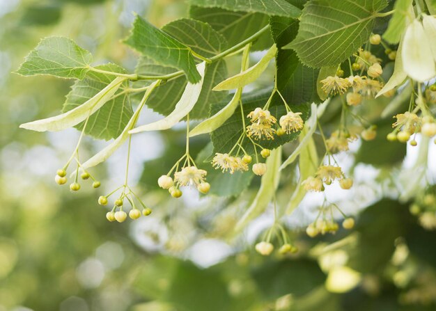 Flor amarilla lima del árbol Tilia cordata 2