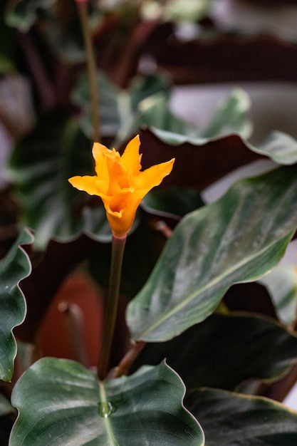 Flor amarilla en una maceta con fondo de hojas verdes. De cerca.