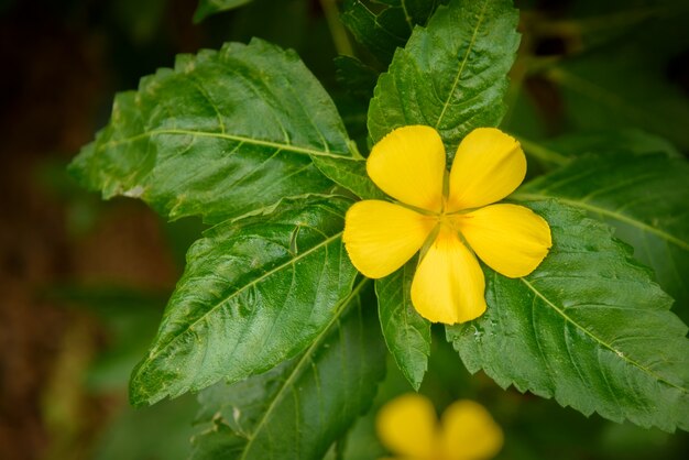 flor amarilla en la mañana