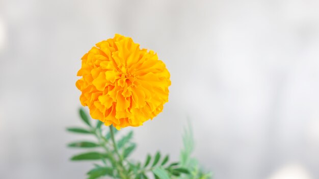 Flor amarilla de las maravillas en un fondo gris.