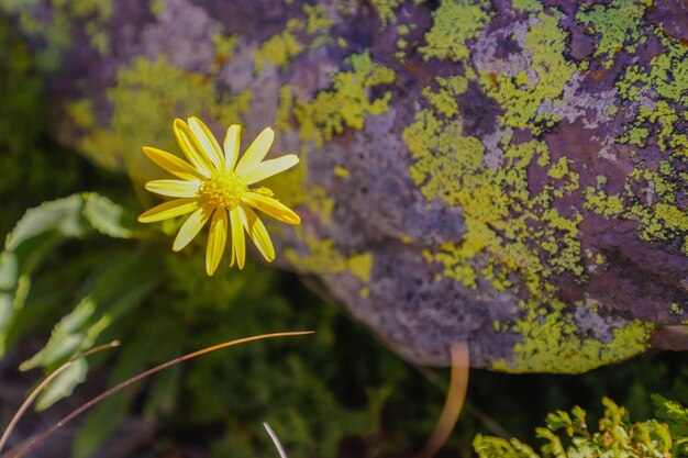 una flor amarilla con musgo verde en ella