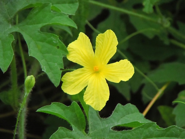 Foto flor amarilla con naranja en el centro