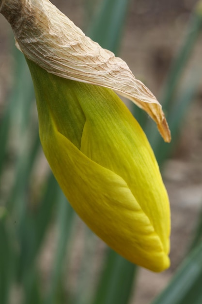 La flor amarilla del narciso en primer plano de primavera