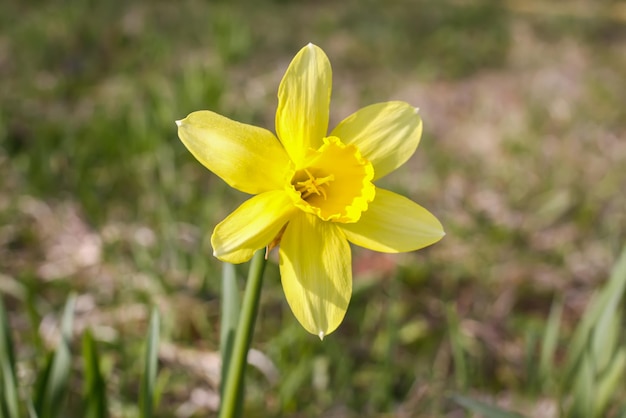 Flor amarilla del narciso que crece en parque de la primavera