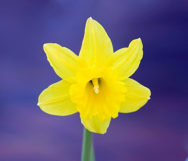 La flor amarilla de un narciso