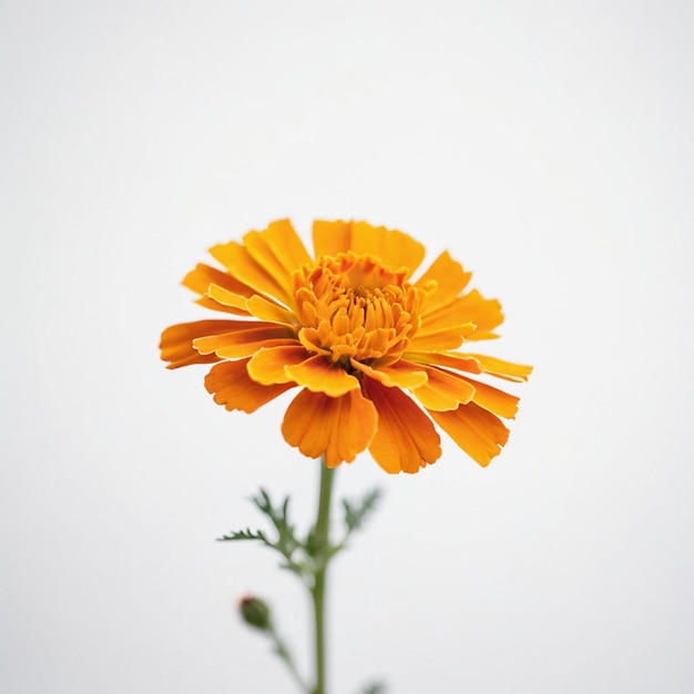 Foto una flor amarilla con el nombre en ella