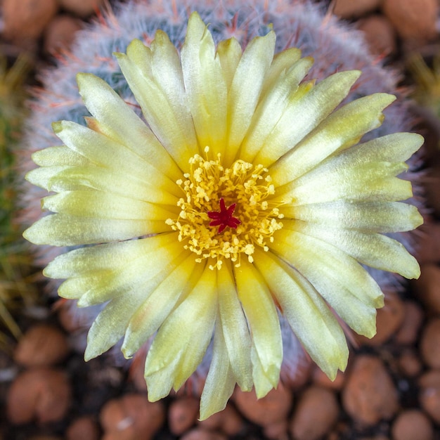 Foto la flor amarilla del notocactus scopa en primer plano