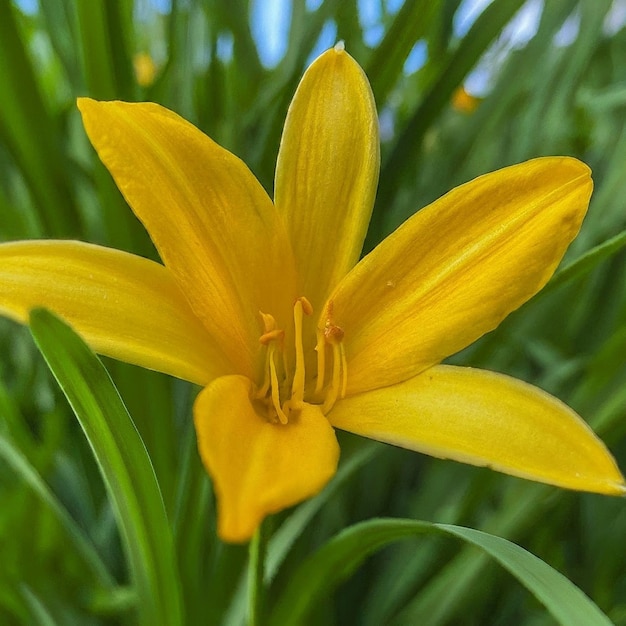 una flor amarilla con el número 3 en ella