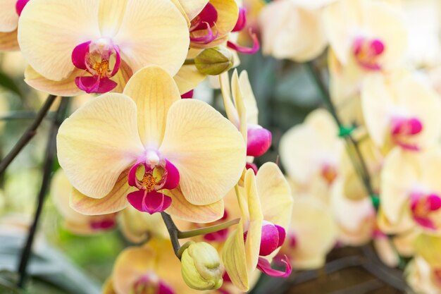 Flor amarilla de la orquídea del phalaenopsis