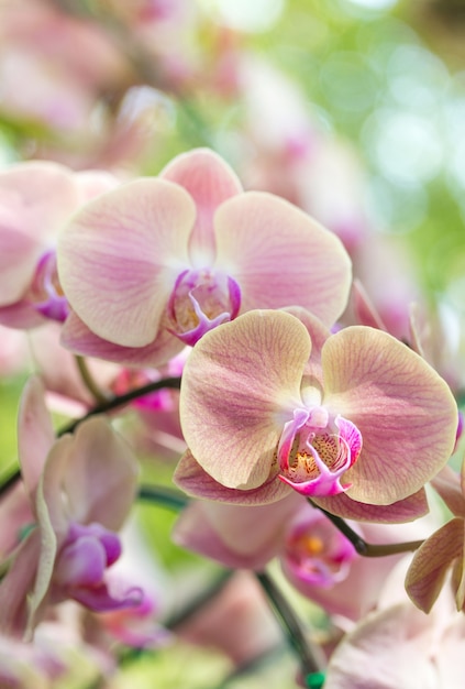 Flor amarilla de la orquídea del phalaenopsis