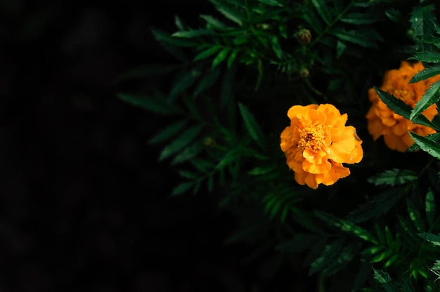 Una flor amarilla en la oscuridad.