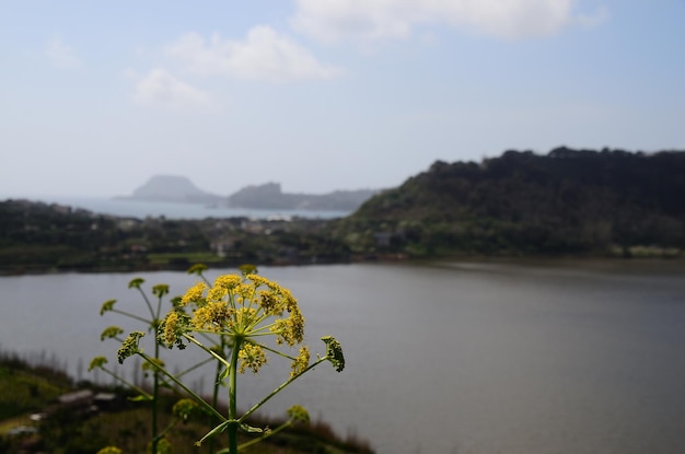 flor amarilla y paisaje