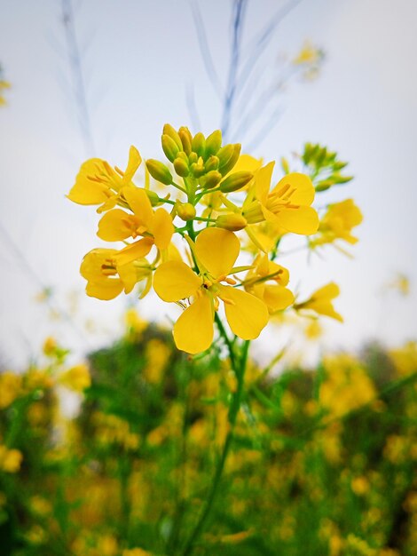 Foto una flor amarilla con la palabra 