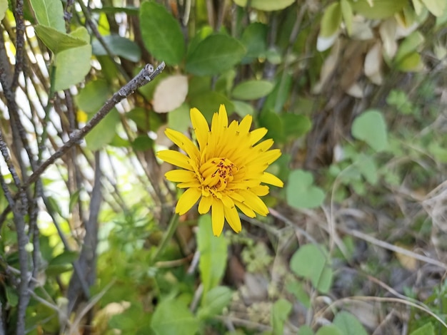 Una flor amarilla con la palabra diente de león