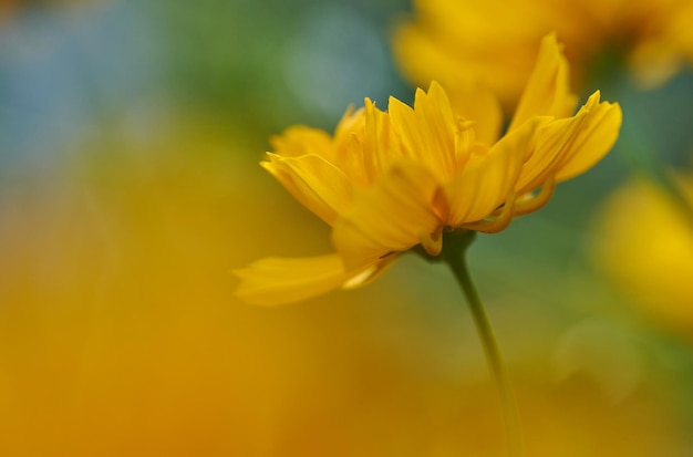 Una flor amarilla con la palabra diente de león