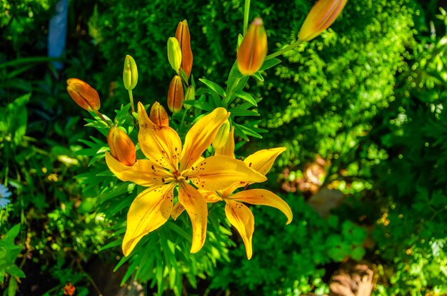 Una flor amarilla con la palabra lirio