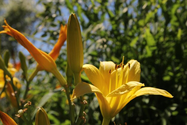 Una flor amarilla con la palabra lirio