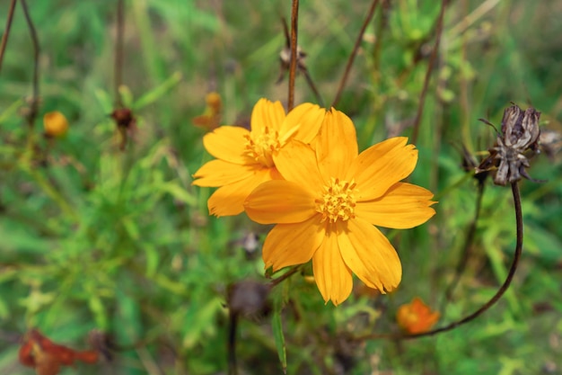 Una flor amarilla con la palabra marigold en ella