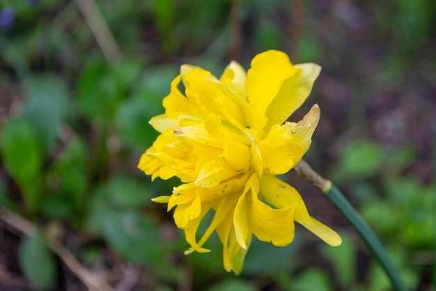 Una flor amarilla con la palabra narcisos