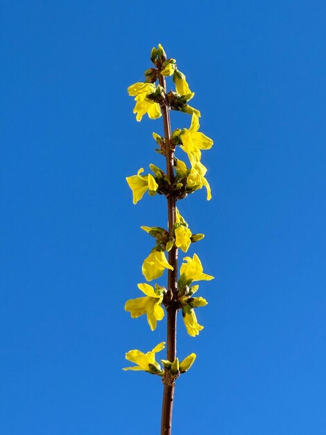 una flor amarilla con la palabra primavera en ella