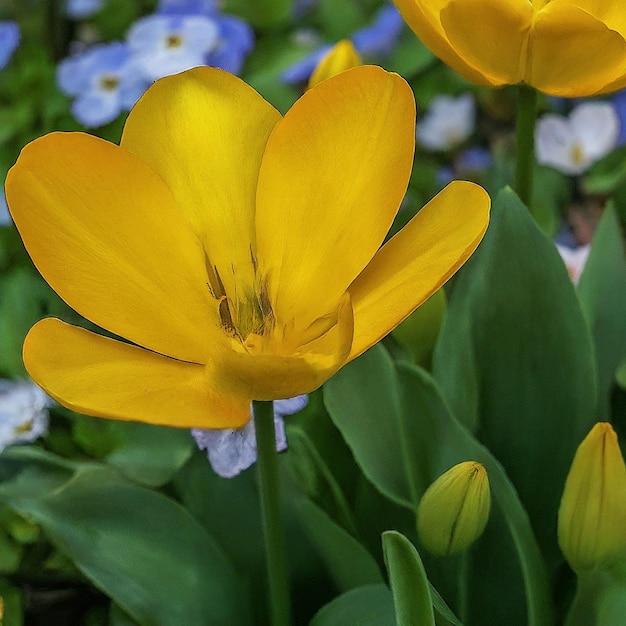 una flor amarilla con la palabra " primavera " en el medio