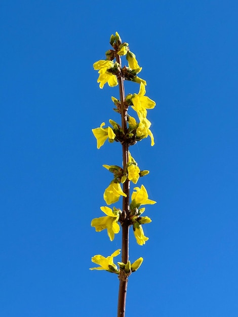 Foto una flor amarilla con la palabra